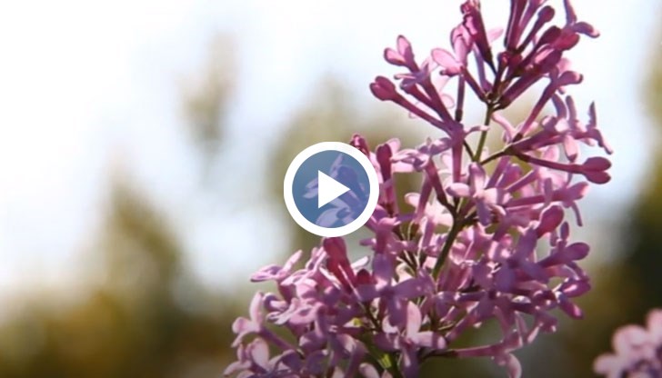 Снеговалеж се очаква около Димитровден, заяви климатологът проф. Георги Рачев