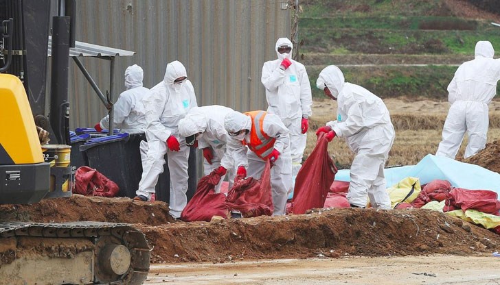 Птиците в две ферми ще бъдат умъртвени