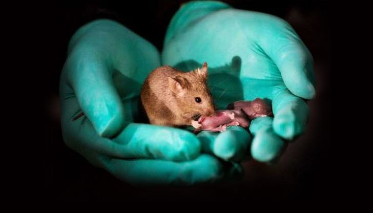 Китайски биолози за първи път отглеждат ГМО - мишки от родители от един и същи пол