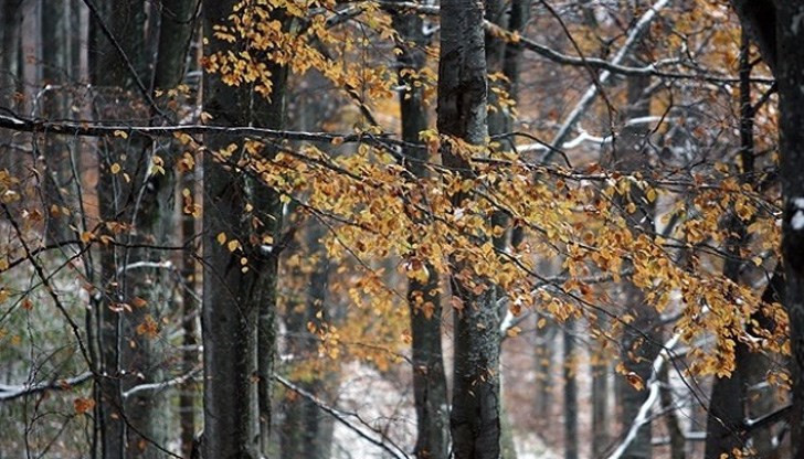 Минималните температури ще са между 2 и 7 градуса Минималните температури ще са между 2 и 7 градуса