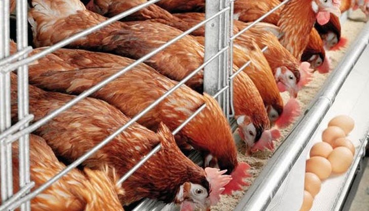 Засегнати са 39 000 кокошки - носачки,които ще бъдат умъртвени