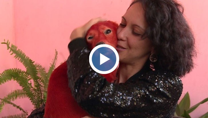 Трогната от историята на кученцето в социалните мрежи, Илона кандидатства да го осинови