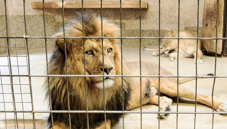 Царят на животните се е споминал от тумор на бъбрека Царят на животните се е споминал от тумор на бъбрека