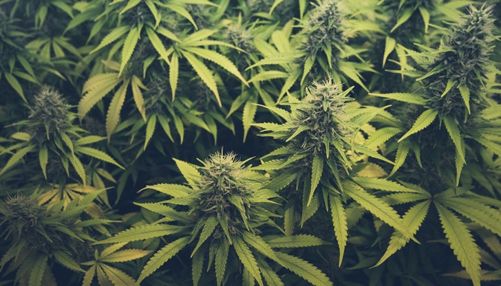 Количество от същата дрога било открито и при проверка на лек автомобил "БМВ" Количество от същата дрога било открито и при проверка на лек автомобил "БМВ"