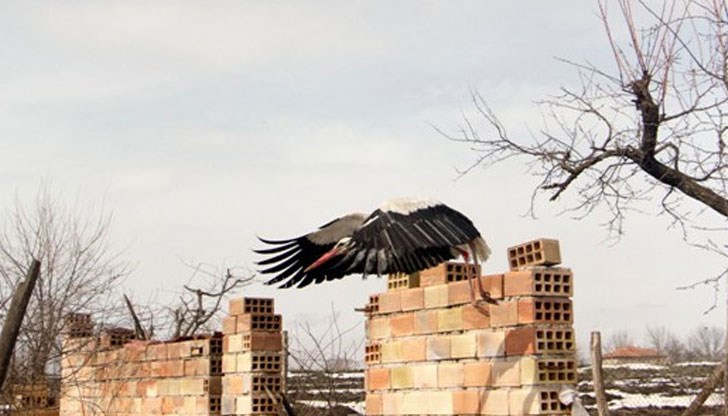 Жител на село Зарица приютил птицата и се погрижил за нея