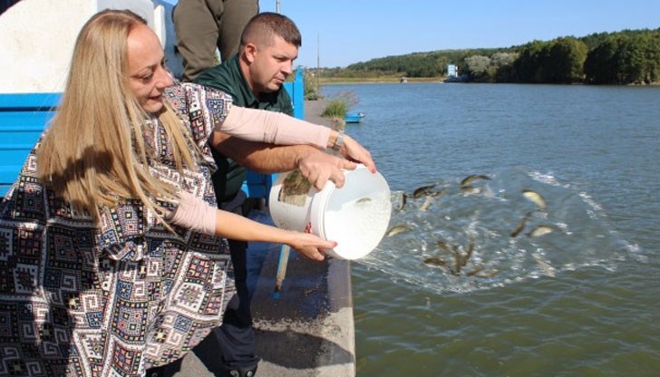 Рибата е от развъдниците на язовир „Бойка“ в с. Лом Черковна