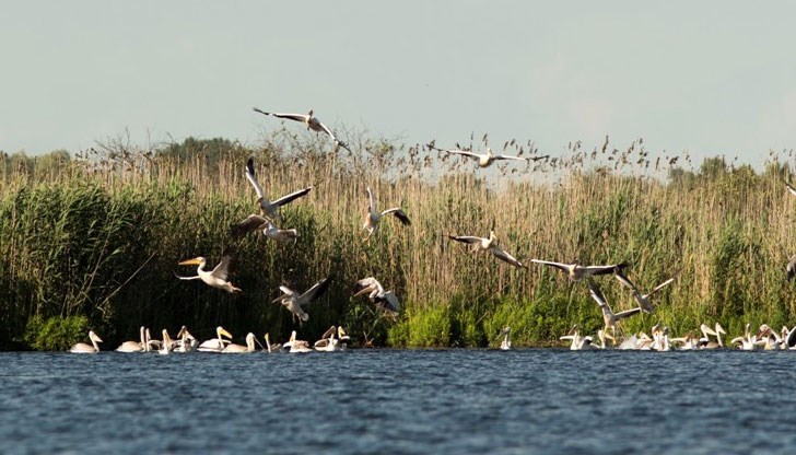 Около 100 млади екземпляра, заедно с възрастните напуснаха  резервата и предприеха скитания по поречието на река Дунав и съседните водоеми