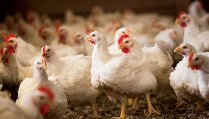 Откриха огнища на птичи грип в два животновъдни обекта в землището на село Войводово