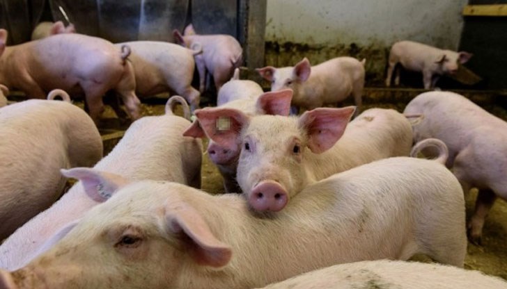 350 хиляди свине има на територията на Варненска област