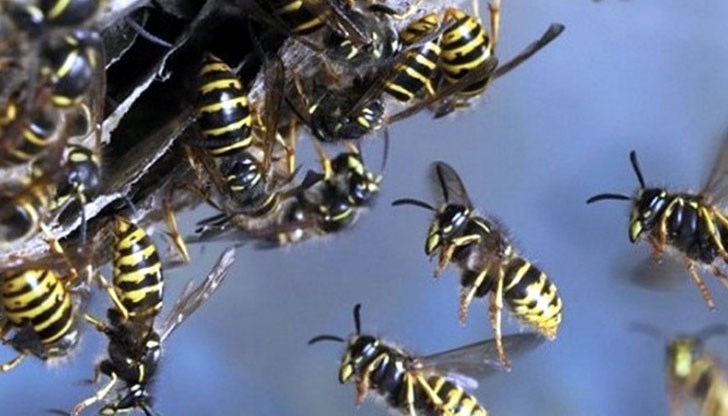 Пожарникари премахнаха гнездо на оси в района на учебно заведение на улица "Алеи Възраждане" Пожарникари премахнаха гнездо на оси в района на учебно заведение на улица "Алеи Възраждане"