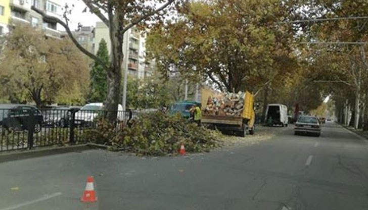 Вече втора седмица наблюдавам изсичането на здрави дървета по булевард "Липник"