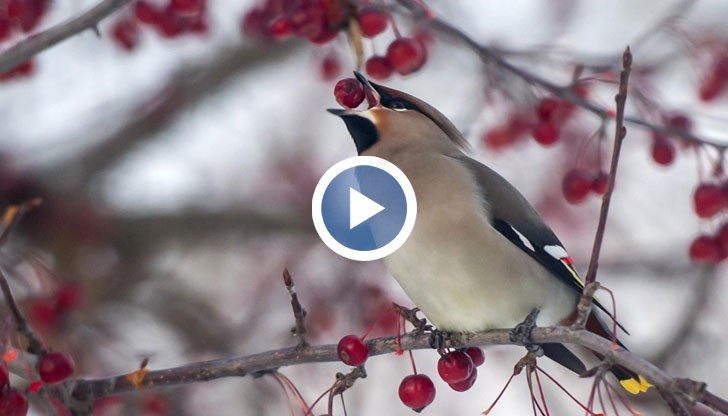 Полицията посъветва гражданите да внимават на пътя и да затварят плътно стъклата на автомобилите си