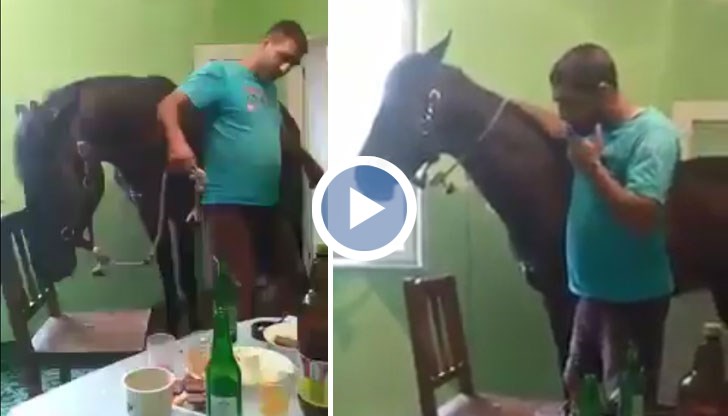 Пиян ром е вкарал животното в къщата, за да му прави компания докато си пие ракията и играе кючек