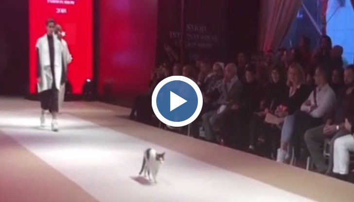 Зрителите посрещнаха със смях проявите на четириногия супермодел