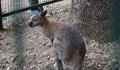 Намериха избягалото от зоокъта в Сандански кенгуру