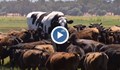 Най-голямата крава в Австралия е висока колкото Майкъл Джордан