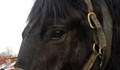 Румънец опита да внесе нелегално пет коня през "Дунав мост"