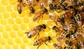 Приемат заявления за подпомагане по Националната програма по пчеларство