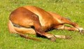 Разследват убийството на коне в село Калугерово