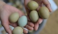 В Германия ще се продават „етично отгледани яйца“