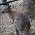 Намериха избягалото от зоокъта в Сандански кенгуру