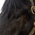 Румънец опита да внесе нелегално пет коня през "Дунав мост"