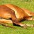 Разследват убийството на коне в село Калугерово
