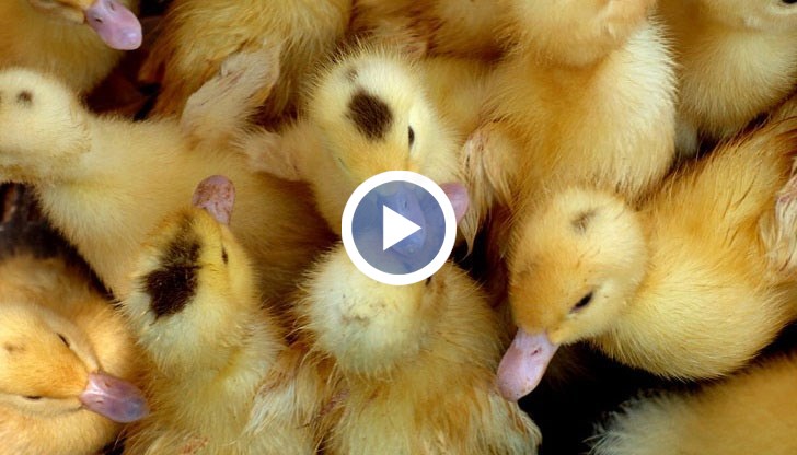 Птицевъди излязоха на протест срещу безобразията на Агенцията по храните