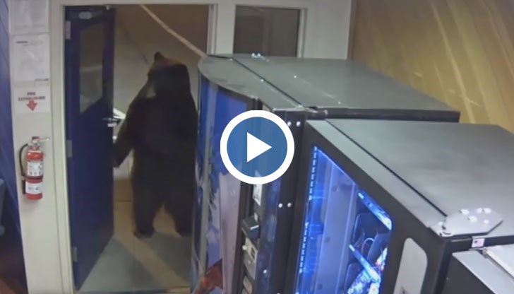 Охранителните камери заснемат как мечката се приближава до вратата, като отваря дръжката с лапата си
