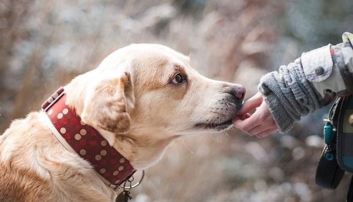 Любителите на кучета ще могат да разходят и да си поиграят с най- малките любимци на СНЦ “Германо-Българска Помощ за Животните“ и Общински приют за безстопанствени животни