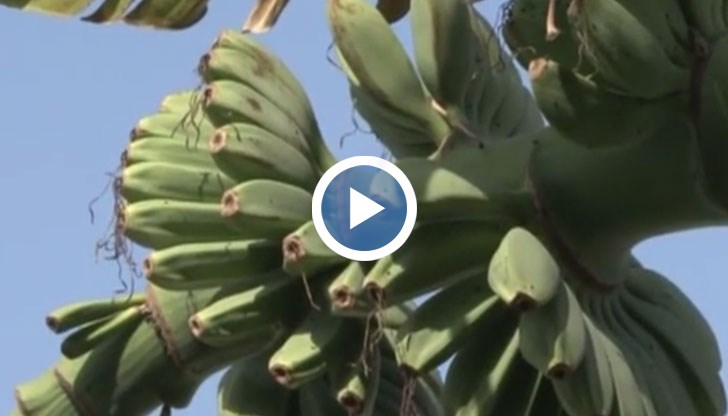 Катуница е с най-много бананови насаждения на глава от населението у нас