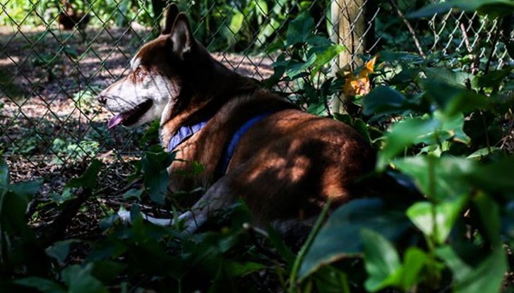 Четириногото е изминало близо 2 000 километра Четириногото е изминало близо 2 000 километра