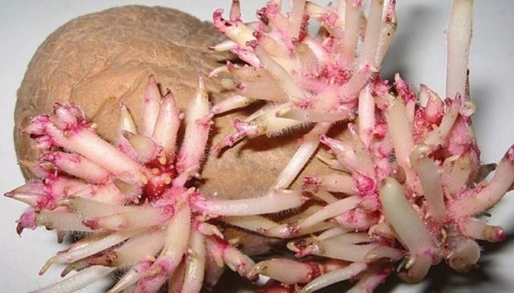 Рецепта от Русия за изцеряване с природни средства