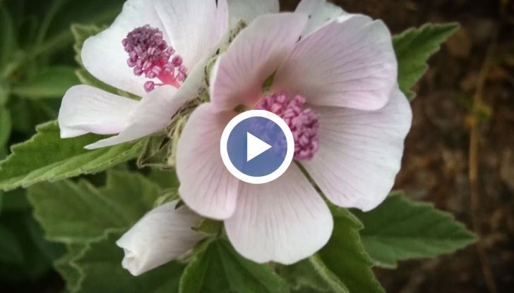 Освен че е една от най-красивите билки, божата ръчица е и особено полезна