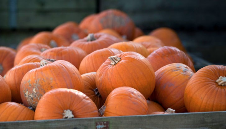 По време на първото издание на фестивала ще бъдат показани карвинг на тиква, различни десерти с тиква, а също и традиционната печена тиква, приготвена по различни рецепти По време на първото издание на фестивала ще бъдат показани карвинг на тиква, различни десерти с тиква, а също и традиционната печена тиква, приготвена по различни рецепти