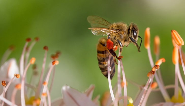 Човек може да живее без кислород в продължение на три минути, без вода - три дни, а без пчели - четири години