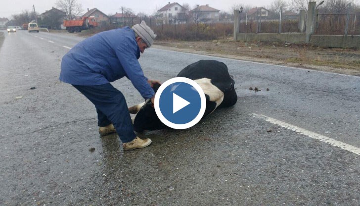 Животното е загинало, няма ранени хора