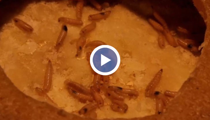 Сред "деликатесите" са ферментирала акула, жаба от Перу, супа от прилепи и пържена тарантула