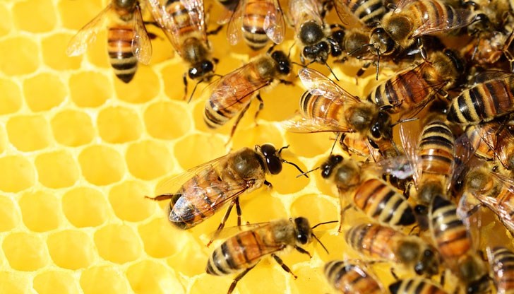 Пчеларите имат 10 дни да подготвят документи за участие