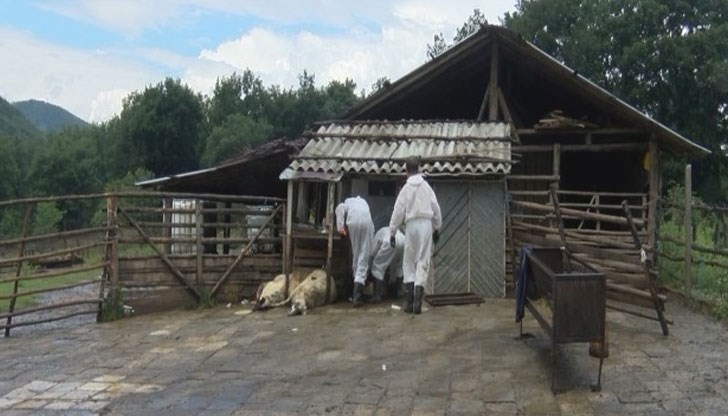 64 кози са били евтаназирани