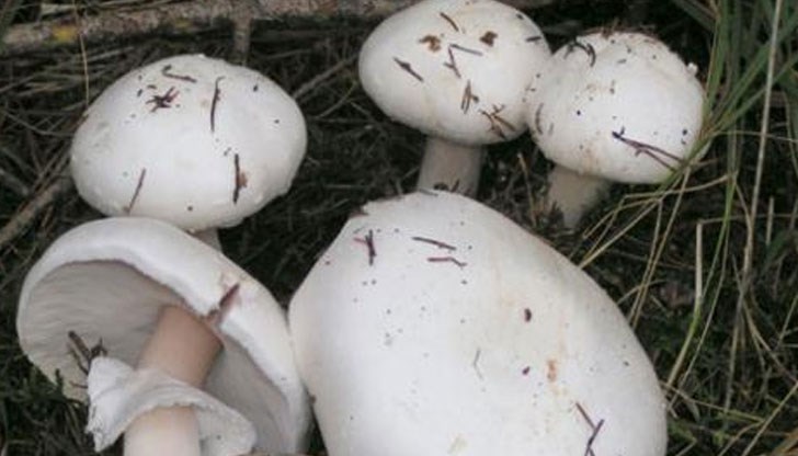 Мъжът е починал, а в момента медиците се борят за живота на жена му