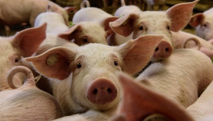 Установени са 9 случая при прасета в румънско село Установени са 9 случая при прасета в румънско село