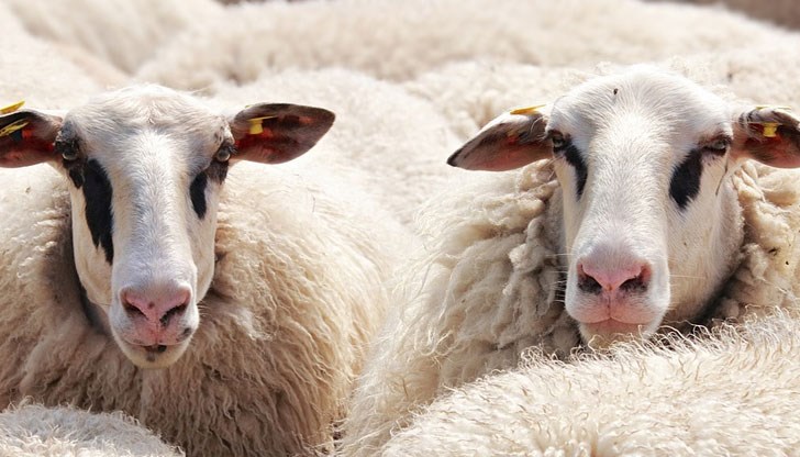 "Скрейпи" е открита в пет селища в Централна Румъния "Скрейпи" е открита в пет селища в Централна Румъния