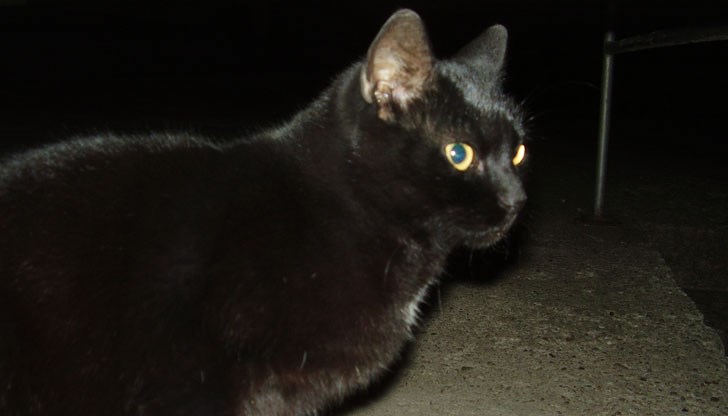 Три дни животинката живее без храна и вода под стълбището на входа