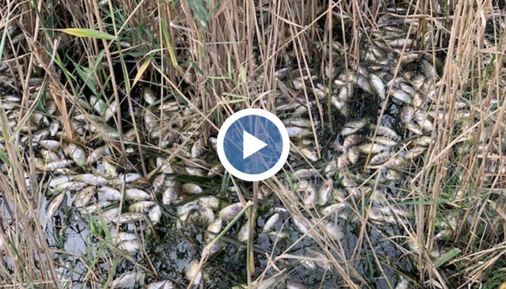 Ниско съдържание на кислород във водата била причината да измре рибата, а не замърсяване на водоема