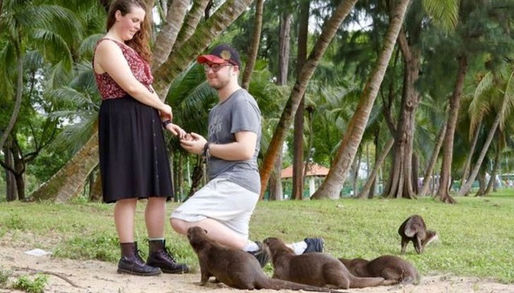 Животинките се намесиха в романтичния момент