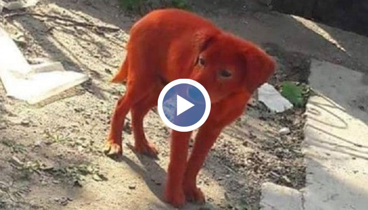 Кучето, което беше боядисано в червено, вече почти е върнало естествения си облик