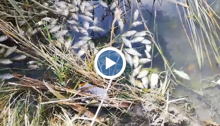 Голямо количество мъртва риба, както и пяна с неизвестен за нас произход и състав са открити в поморийски водоем