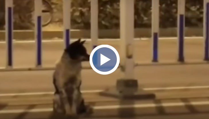 Преданата животинка в пек и дъжд не помръдва от пътя от 21 август насам