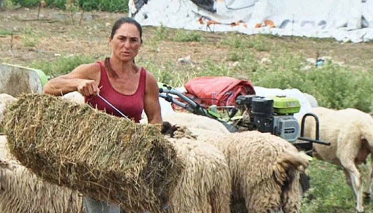 БАБХ моли прокуратурата да се намеси и иска нарочен текст в Наказателния кодекс за "лоши животновъдни практики" БАБХ моли прокуратурата да се намеси и иска нарочен текст в Наказателния кодекс за "лоши животновъдни практики"